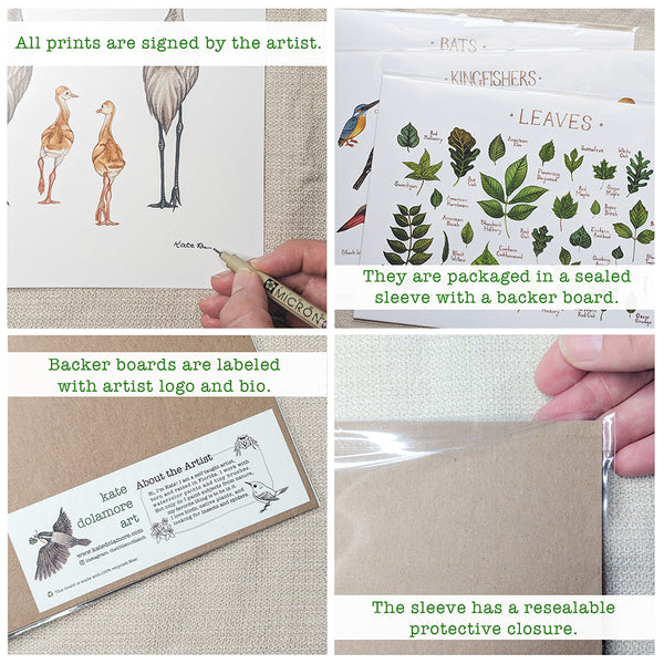 Wholesale Backyard Birds Field Guide Art Print: Nebraska