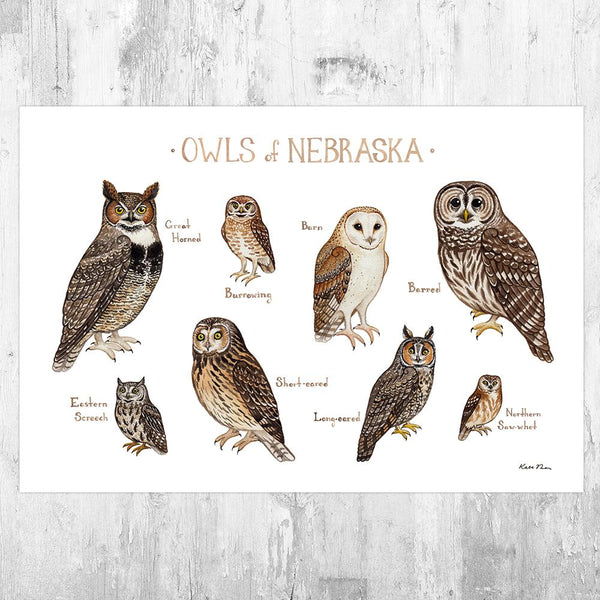 Wholesale Owls Field Guide Art Print: Nebraska