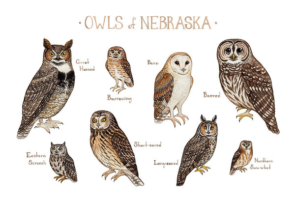 Wholesale Owls Field Guide Art Print: Nebraska