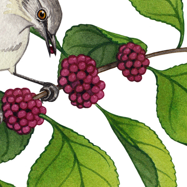 Wholesale Art Print: Northern Mockingbird on Beautyberry