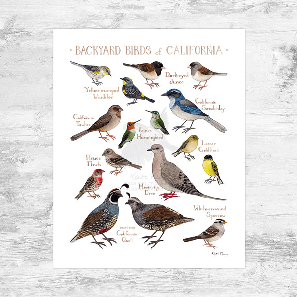 Wholesale Backyard Birds Field Guide Art Print: California Mini