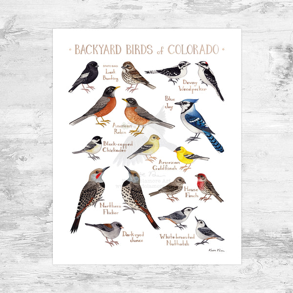 Wholesale Backyard Birds Field Guide Art Print: Colorado Mini