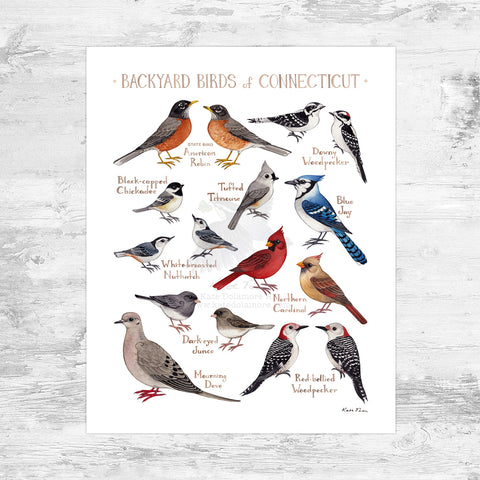 Wholesale Backyard Birds Field Guide Art Print: Connecticut Mini