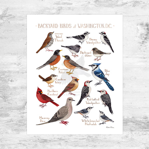 Wholesale Backyard Birds Field Guide Art Print: Washington, D.C. Mini