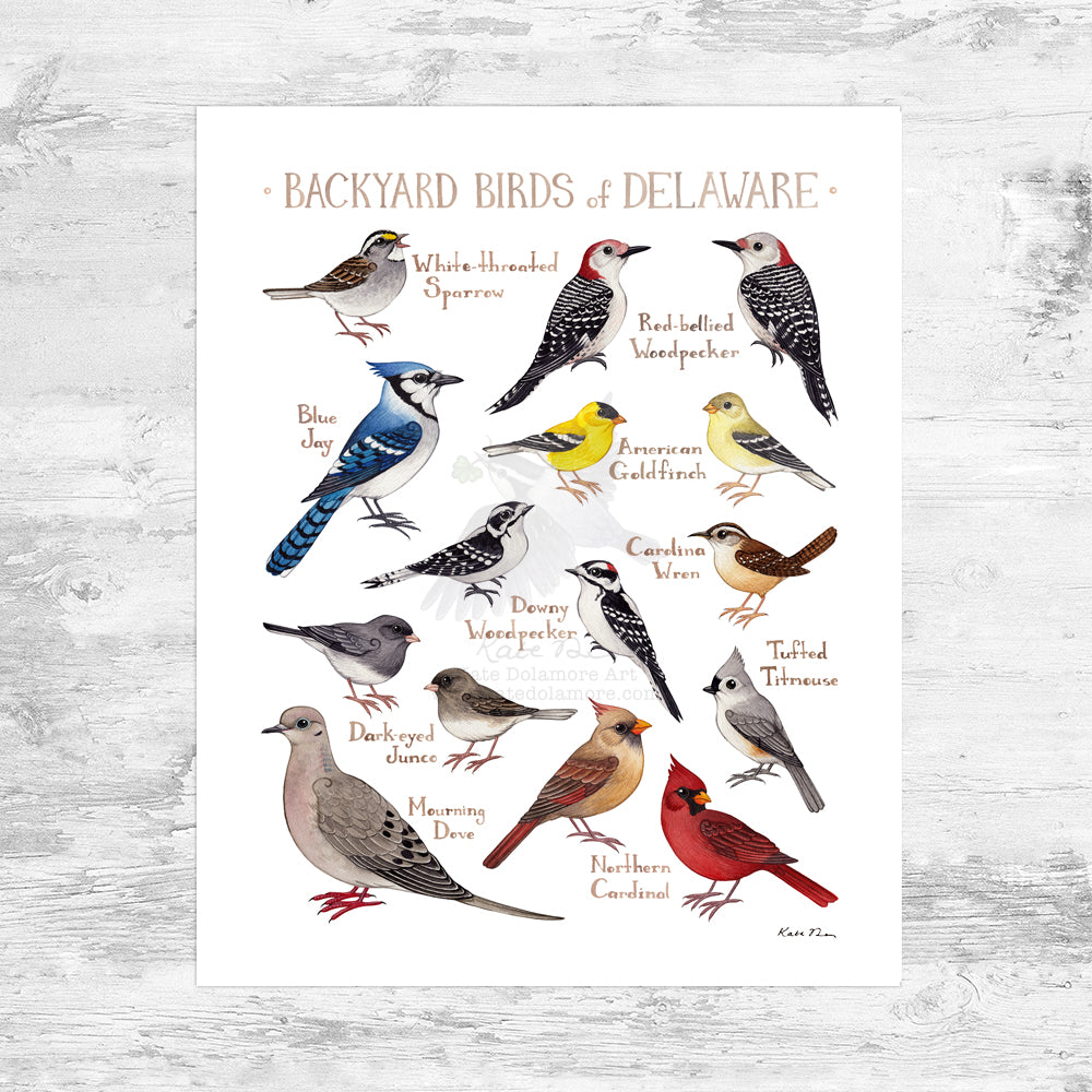 Wholesale Backyard Birds Field Guide Art Print: Delaware Mini