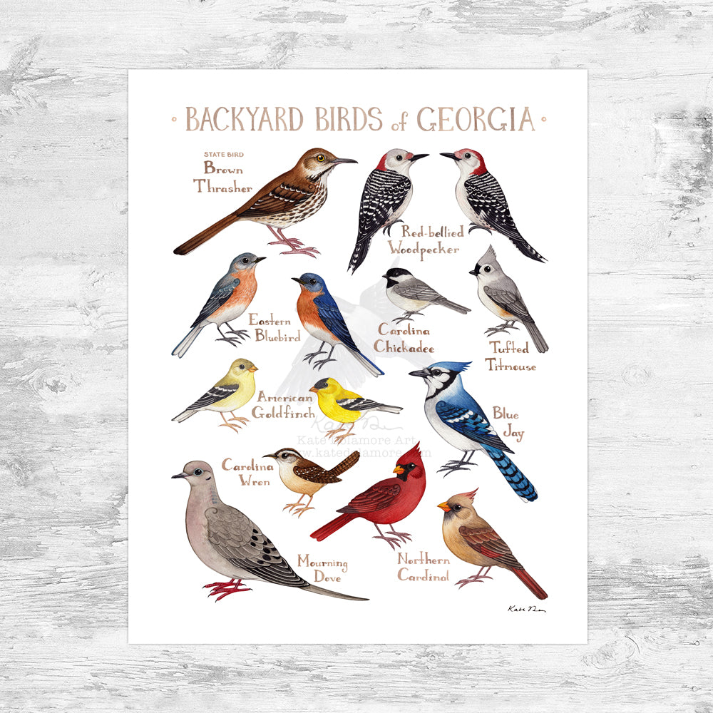 Wholesale Backyard Birds Field Guide Art Print: Georgia Mini