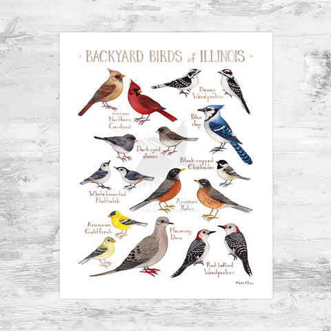 Wholesale Backyard Birds Field Guide Art Print: Illinois Mini