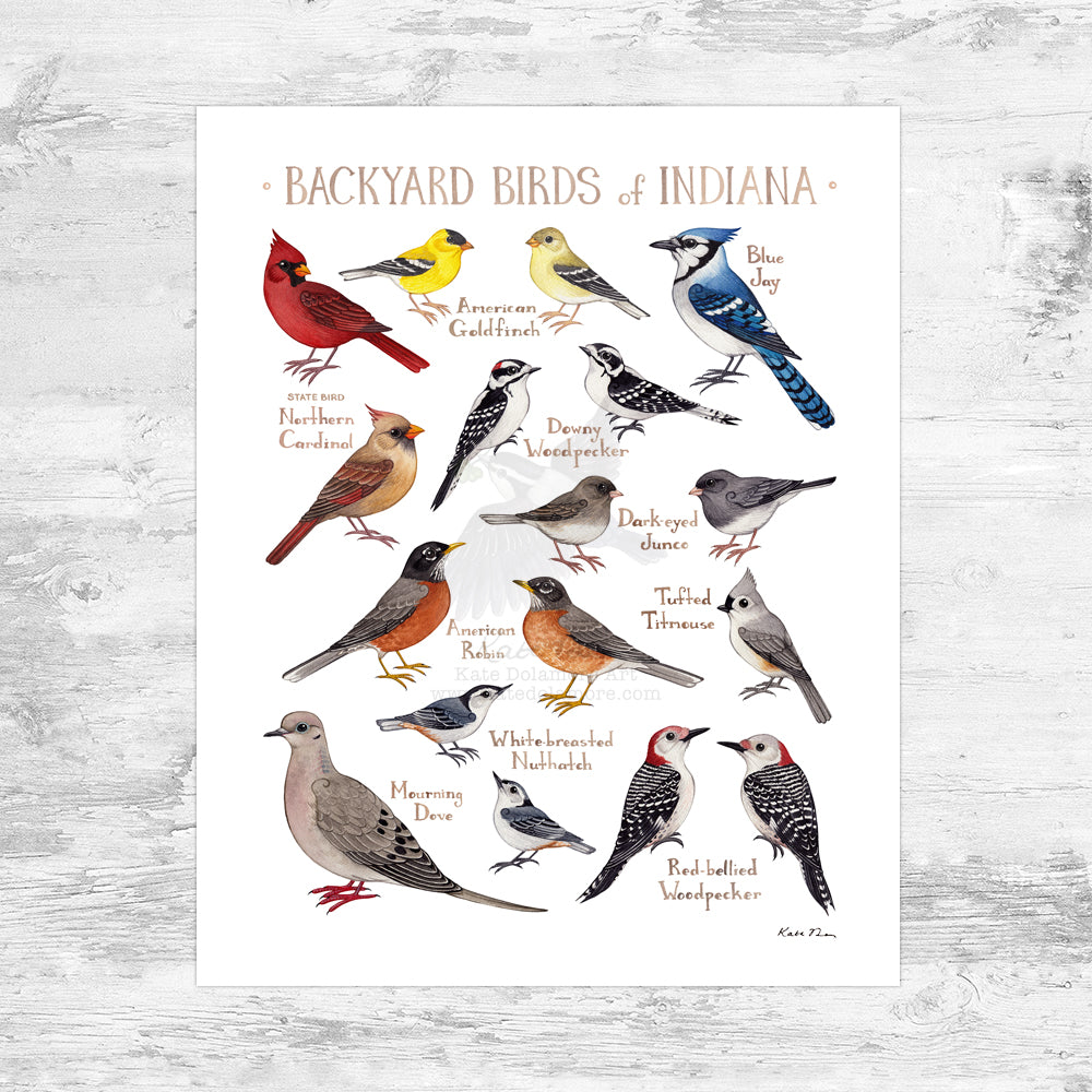 Wholesale Backyard Birds Field Guide Art Print: Indiana Mini