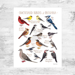 Wholesale Backyard Birds Field Guide Art Print: Indiana Mini