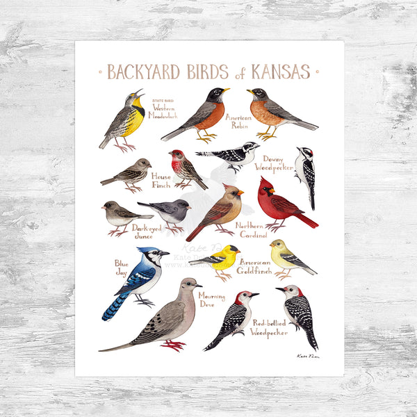 Wholesale Backyard Birds Field Guide Art Print: Kansas Mini