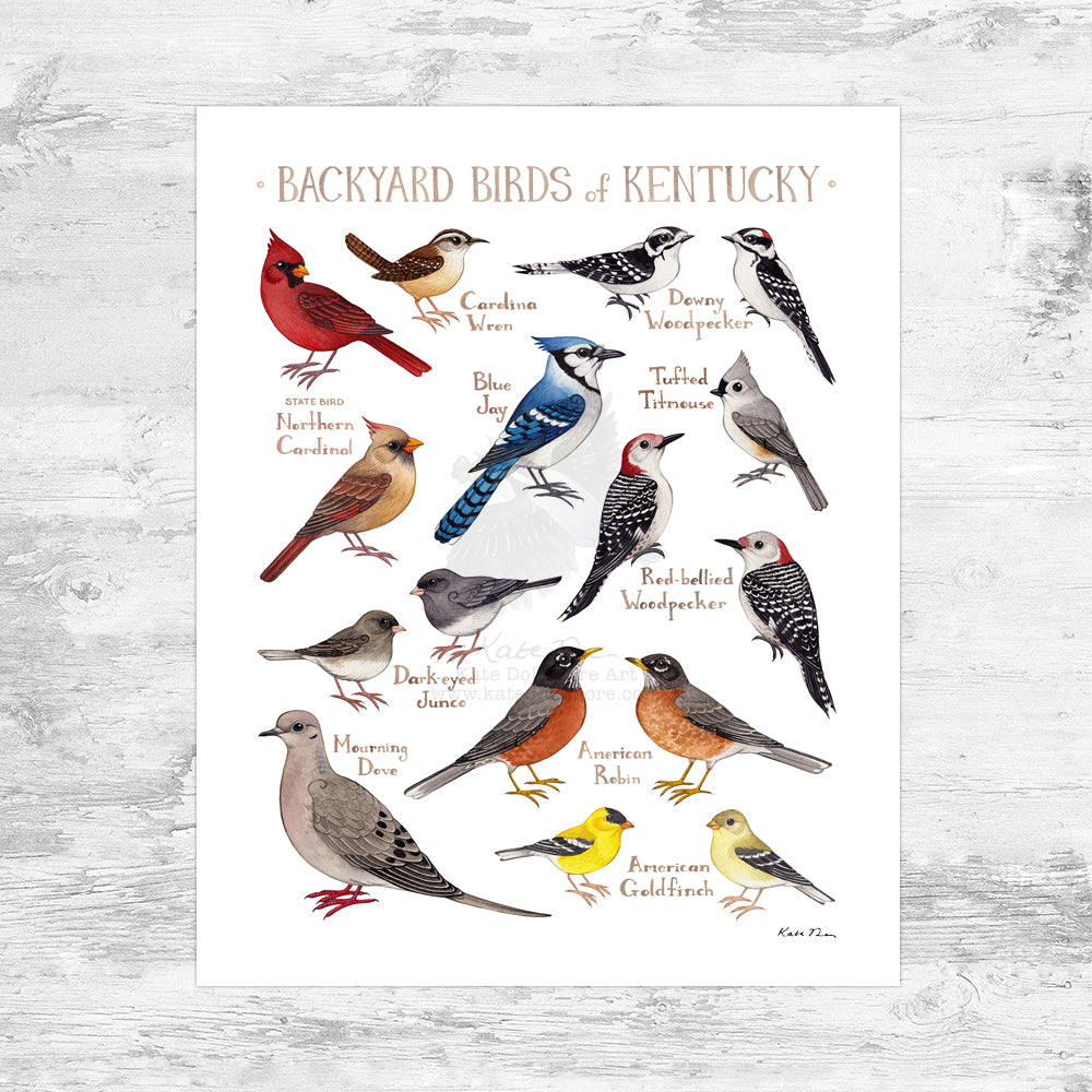 Wholesale Backyard Birds Field Guide Art Print: Kentucky Mini