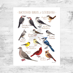 Wholesale Backyard Birds Field Guide Art Print: Louisiana Mini