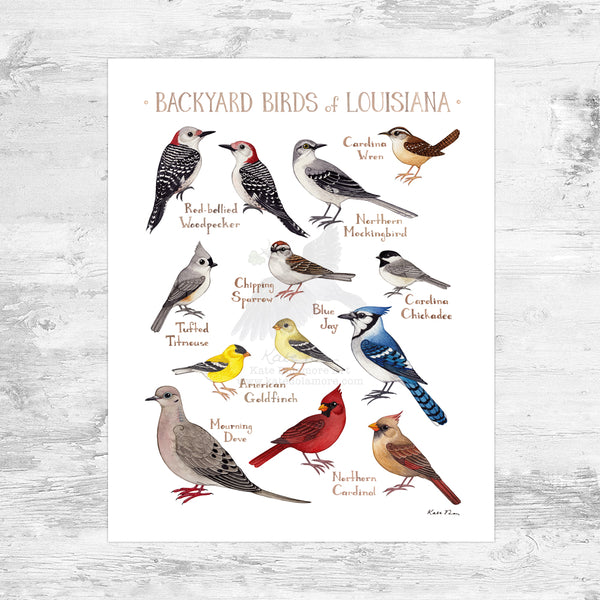 Wholesale Backyard Birds Field Guide Art Print: Louisiana Mini