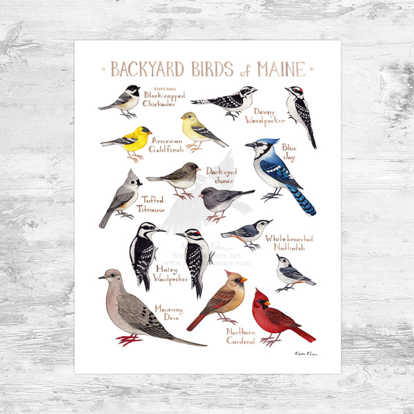 Wholesale Backyard Birds Field Guide Art Print: Maine Mini