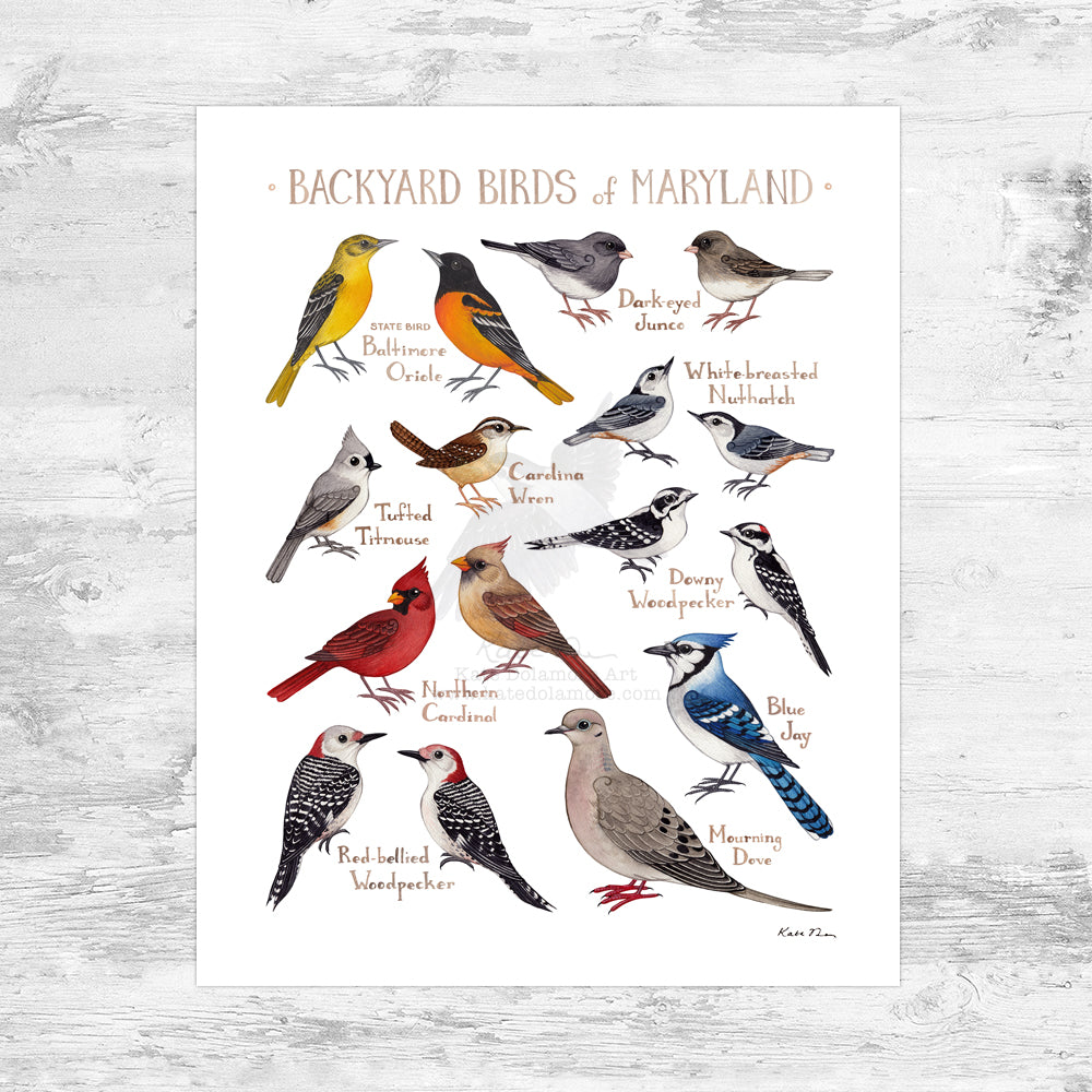 Wholesale Backyard Birds Field Guide Art Print: Maryland Mini