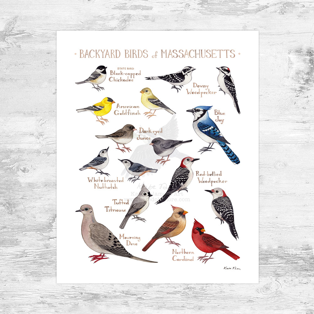 Wholesale Backyard Birds Field Guide Art Print: Massachusetts Mini