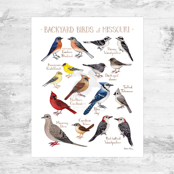 Wholesale Backyard Birds Field Guide Art Print: Missouri Mini