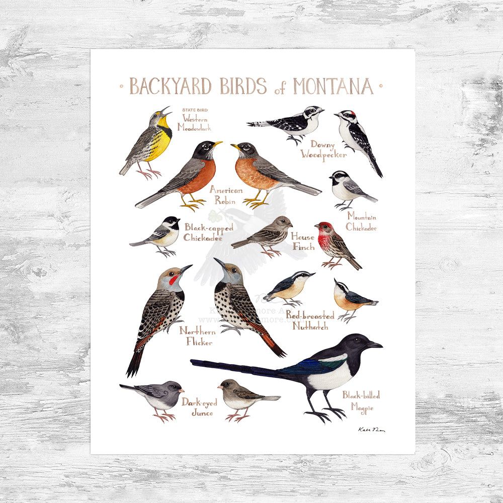 Wholesale Backyard Birds Field Guide Art Print: Montana Mini