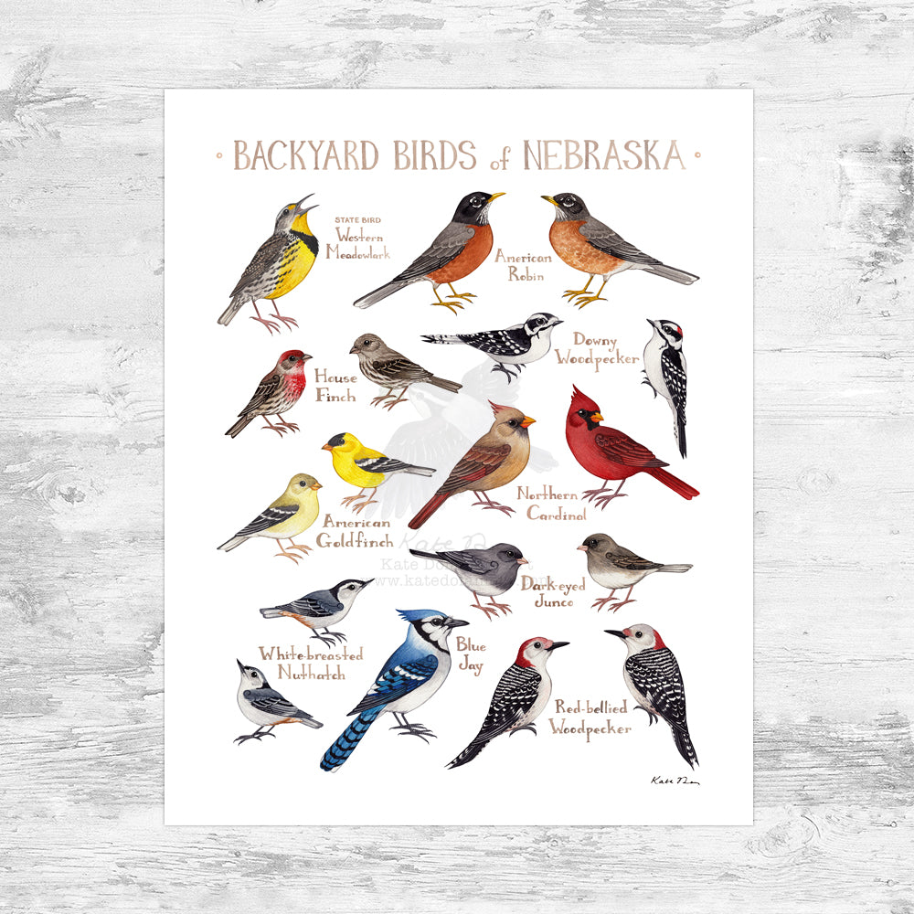 Wholesale Backyard Birds Field Guide Art Print: Nebraska Mini