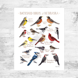 Wholesale Backyard Birds Field Guide Art Print: Nebraska Mini