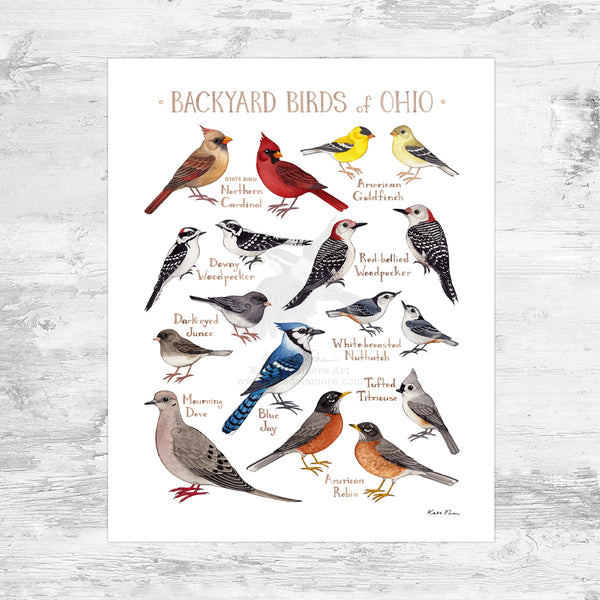 Wholesale Backyard Birds Field Guide Art Print: Ohio Mini