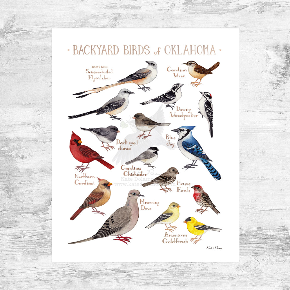 Wholesale Backyard Birds Field Guide Art Print: Oklahoma Mini