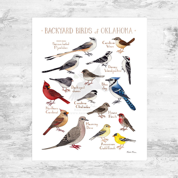 Wholesale Backyard Birds Field Guide Art Print: Oklahoma Mini