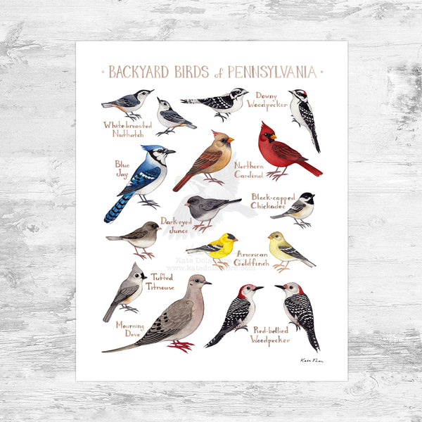 Wholesale Backyard Birds Field Guide Art Print: Pennsylvania Mini