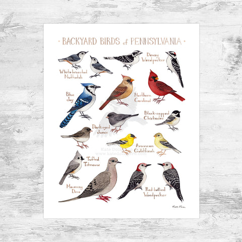 Wholesale Backyard Birds Field Guide Art Print: Pennsylvania Mini