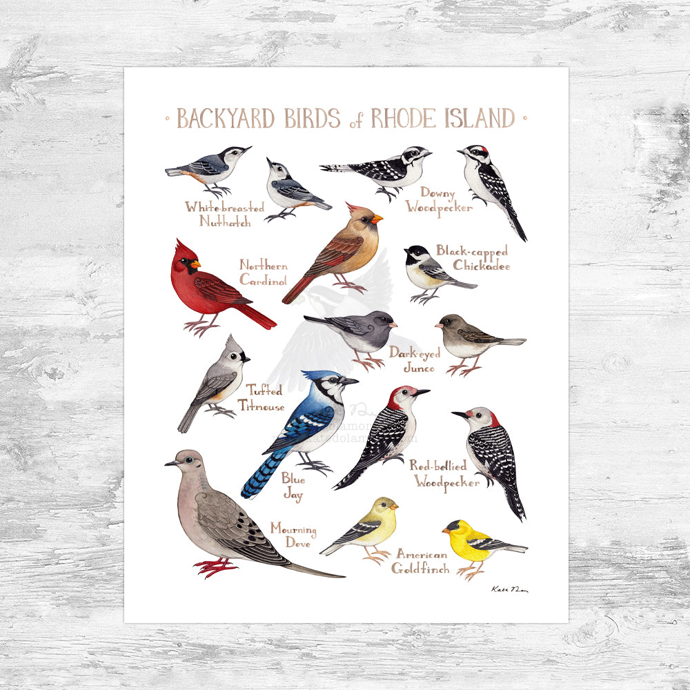 Wholesale Backyard Birds Field Guide Art Print: Rhode Island Mini