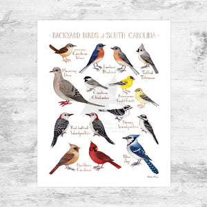 Wholesale Backyard Birds Field Guide Art Print: South Carolina Mini