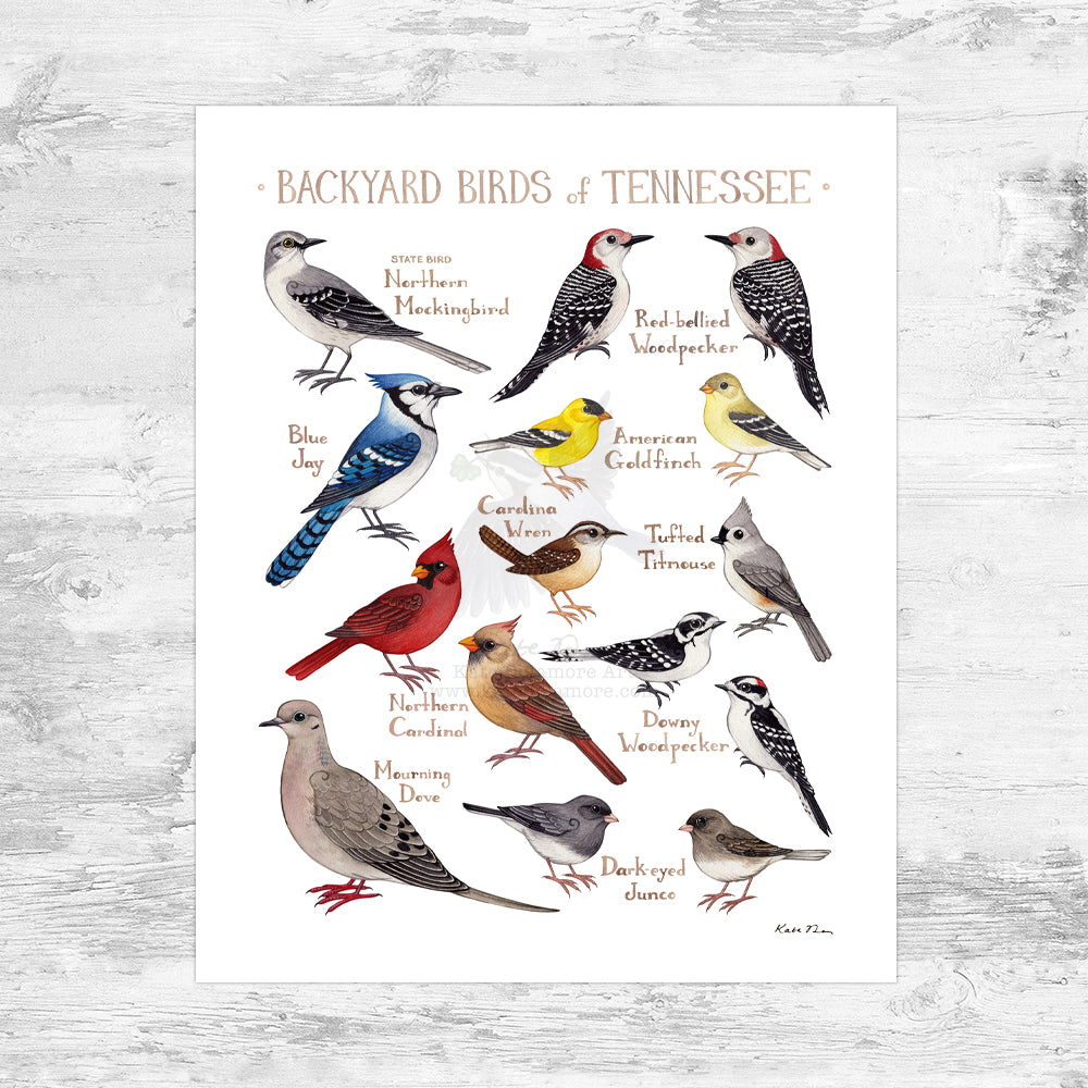 Wholesale Backyard Birds Field Guide Art Print: Tennessee Mini