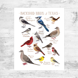 Wholesale Backyard Birds Field Guide Art Print: Texas Mini