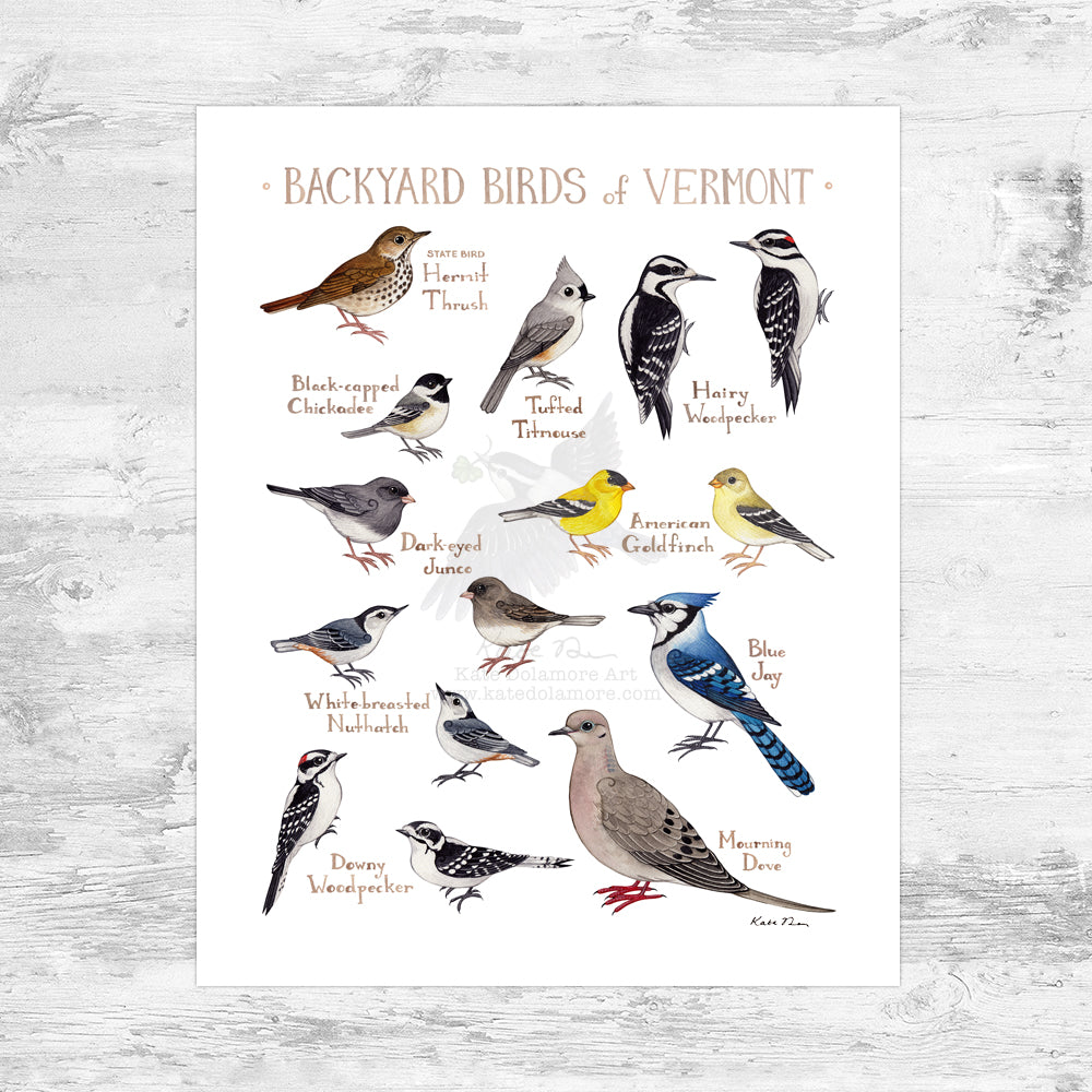 Wholesale Backyard Birds Field Guide Art Print: Vermont Mini