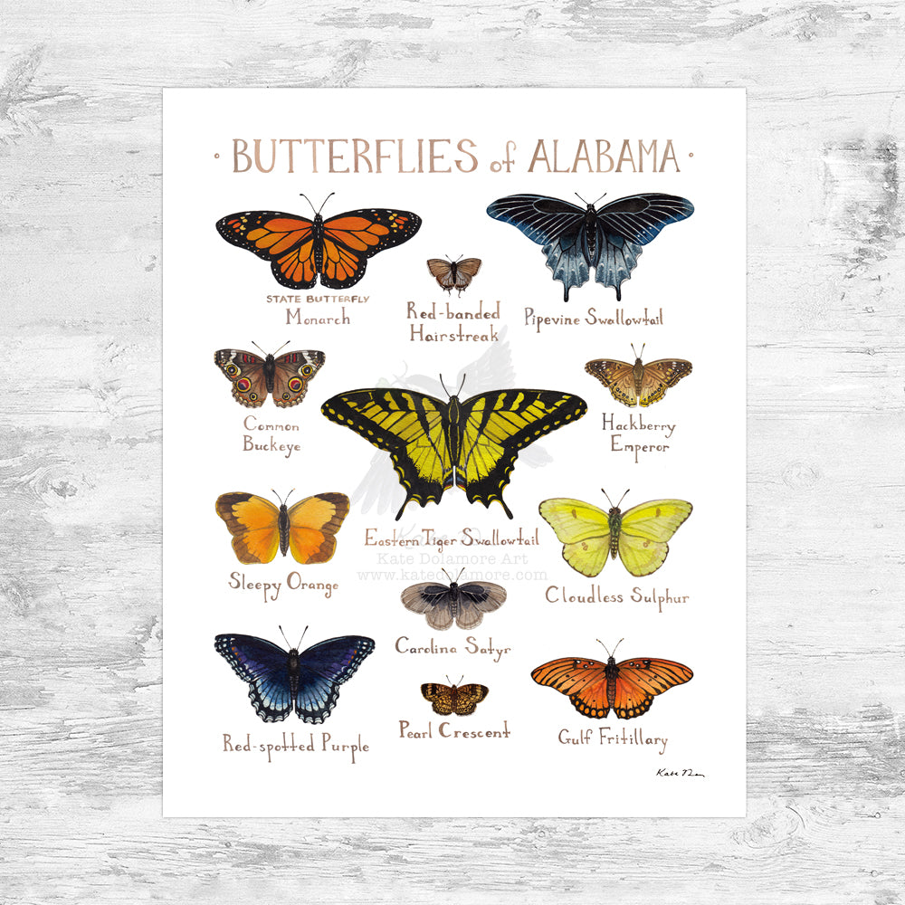 Wholesale Butterflies Field Guide Art Print: Alabama Mini