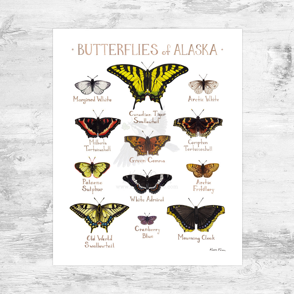 Wholesale Butterflies Field Guide Art Print: Alaska Mini