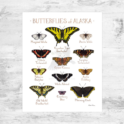 Wholesale Butterflies Field Guide Art Print: Alaska Mini