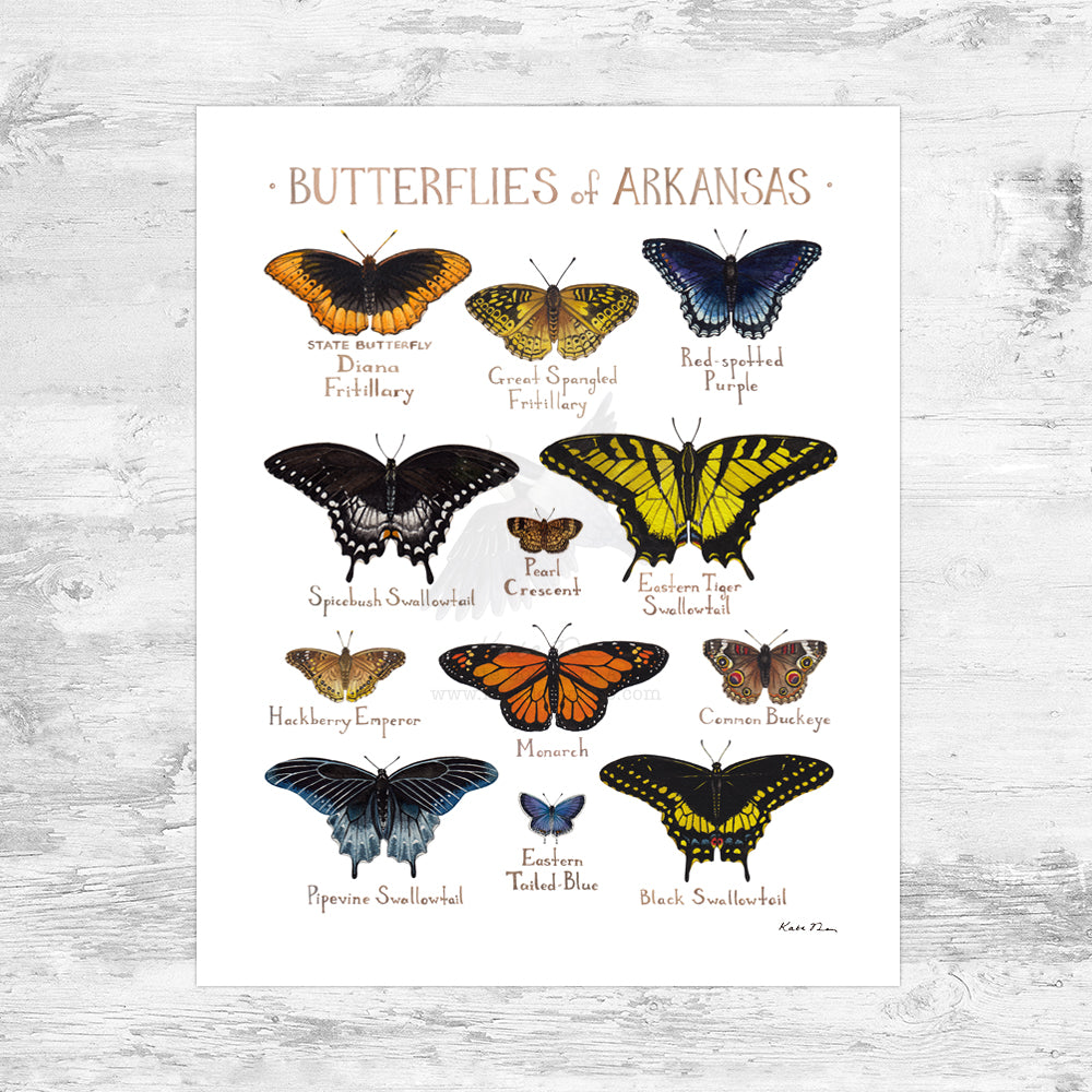 Wholesale Butterflies Field Guide Art Print: Arkansas Mini