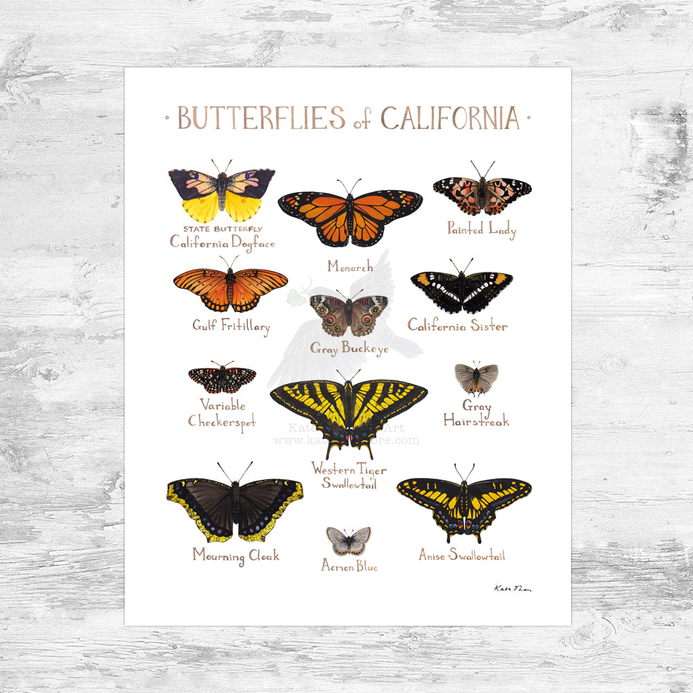 Wholesale Butterflies Field Guide Art Print: California Mini