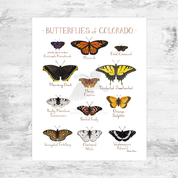 Wholesale Butterflies Field Guide Art Print: Colorado Mini