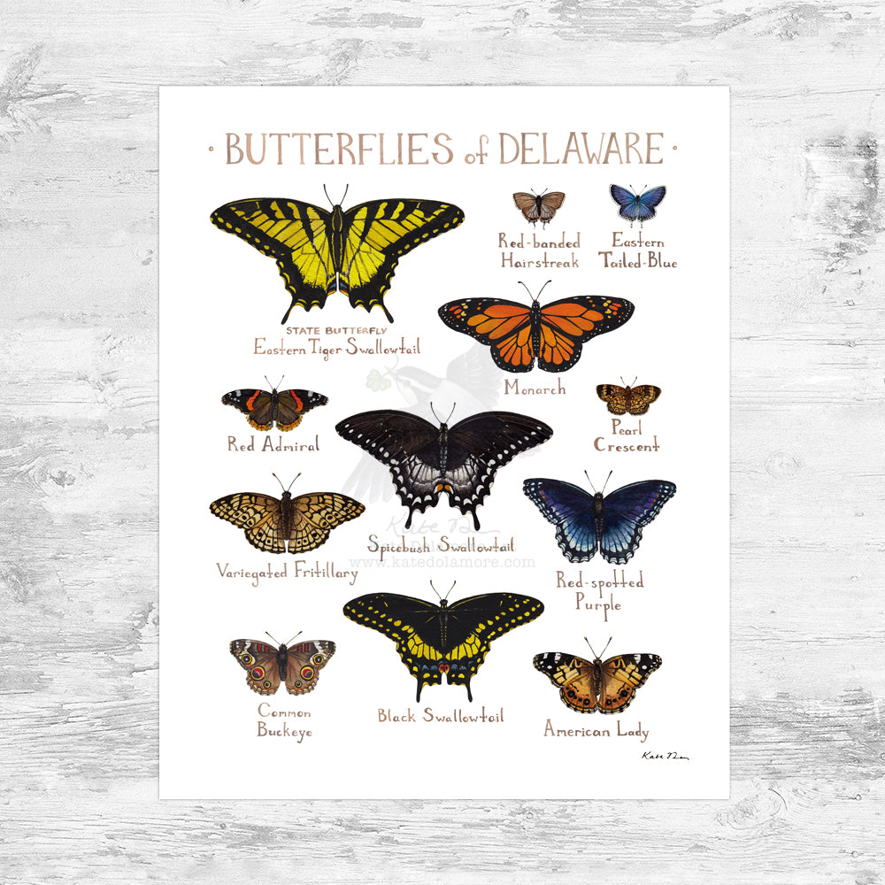 Wholesale Butterflies Field Guide Art Print: Delaware Mini