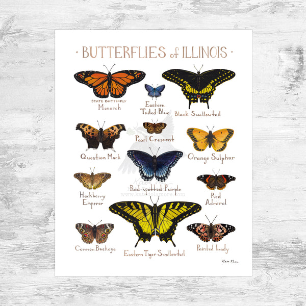 Wholesale Butterflies Field Guide Art Print: Illinois Mini