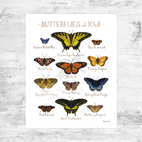 Wholesale Butterflies Field Guide Art Print: Iowa Mini