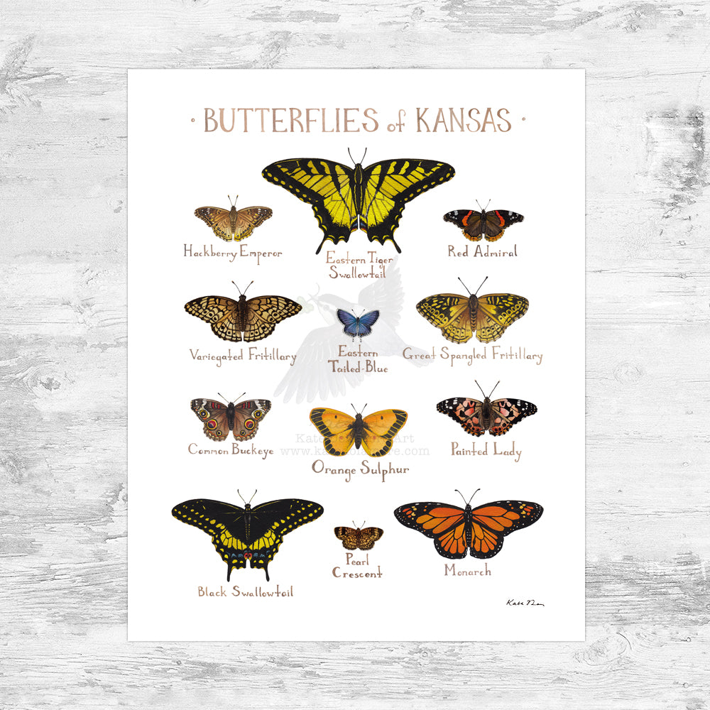 Wholesale Butterflies Field Guide Art Print: Kansas Mini