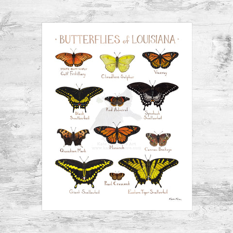 Wholesale Butterflies Field Guide Art Print: Louisiana Mini