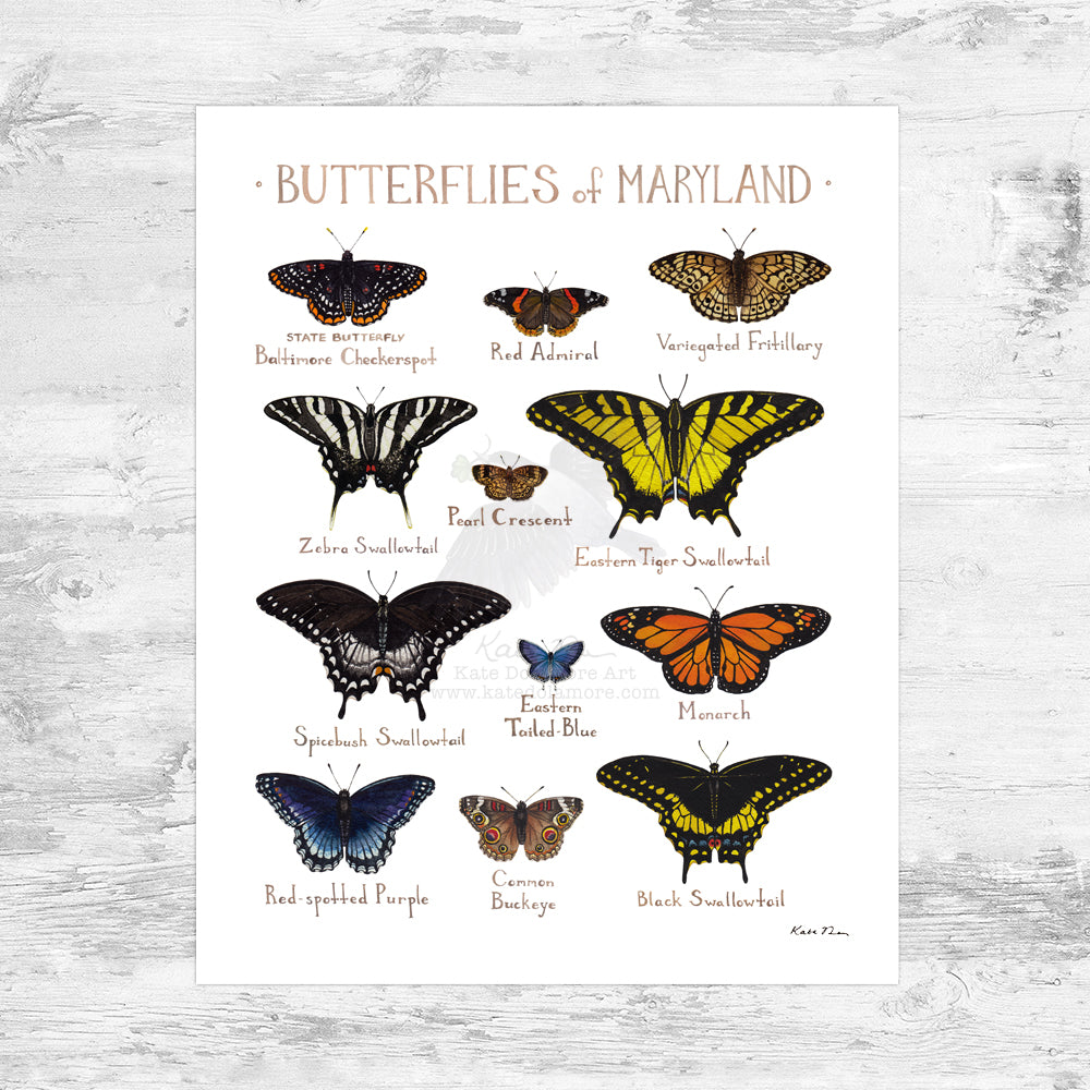 Wholesale Butterflies Field Guide Art Print: Maryland Mini