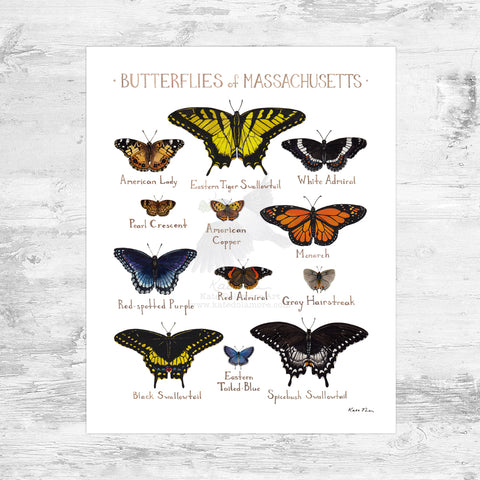 Wholesale Butterflies Field Guide Art Print: Massachusetts Mini