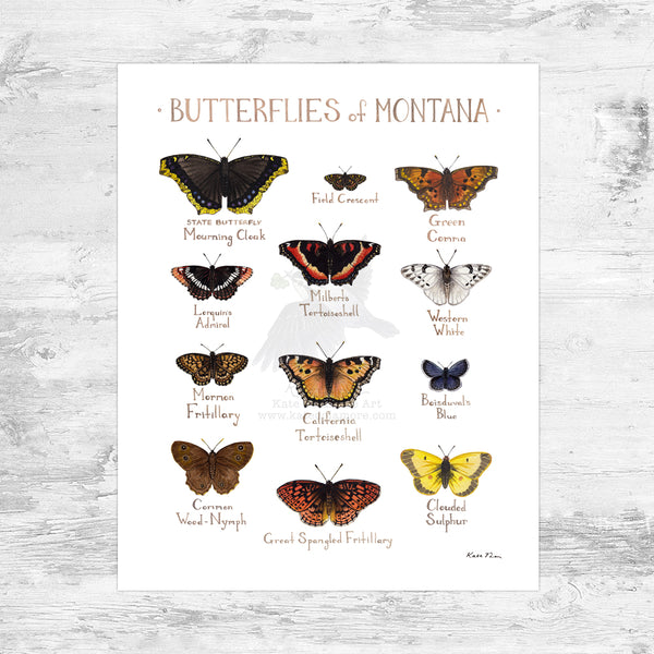 Wholesale Butterflies Field Guide Art Print: Montana Mini