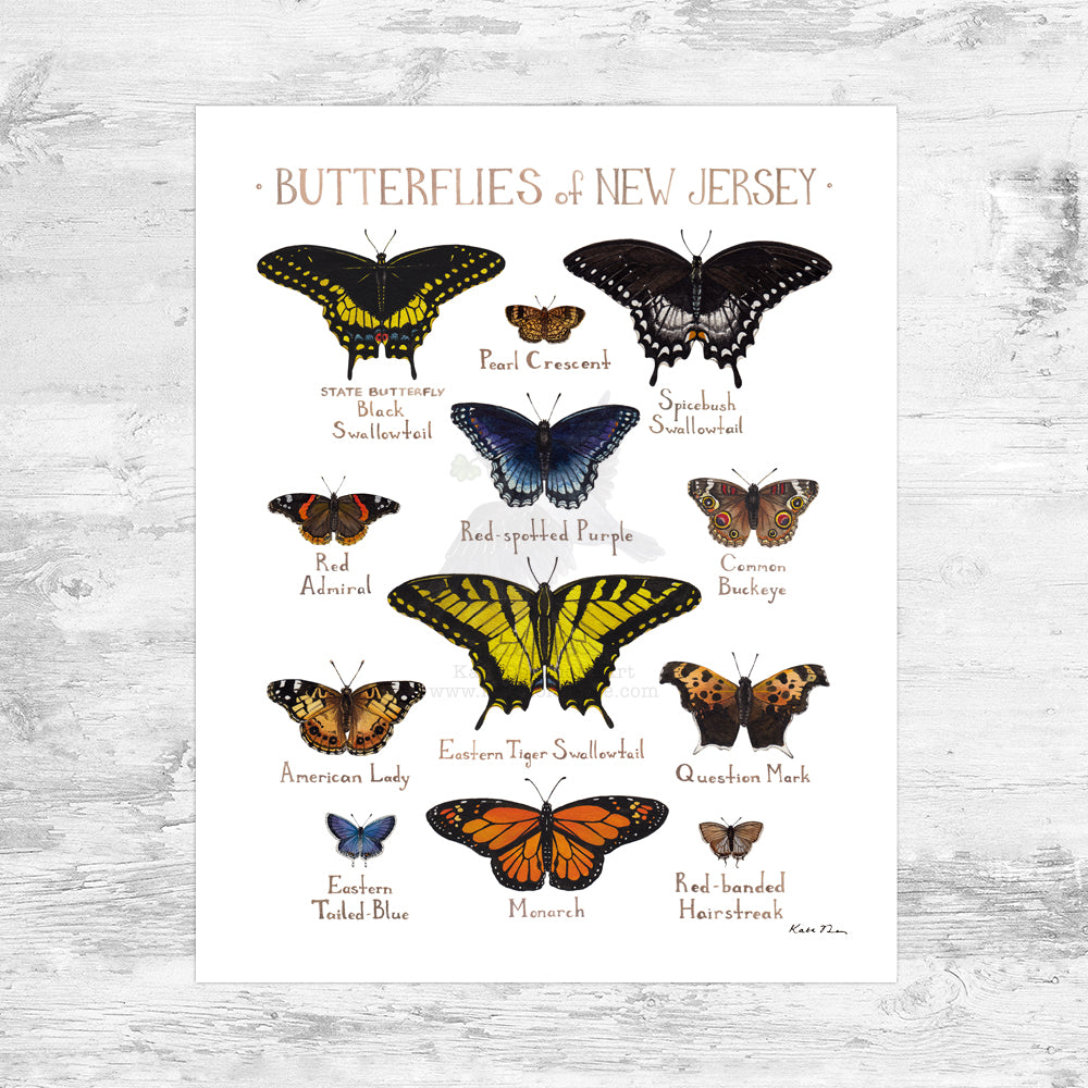 Wholesale Butterflies Field Guide Art Print: New Jersey Mini