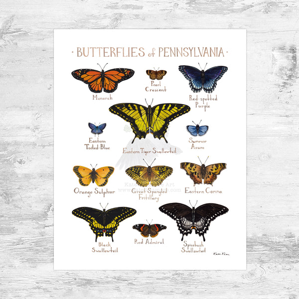 Wholesale Butterflies Field Guide Art Print:Pennsylvania Mini